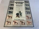 Identifying The Appaloosa Poster Horses 16.5