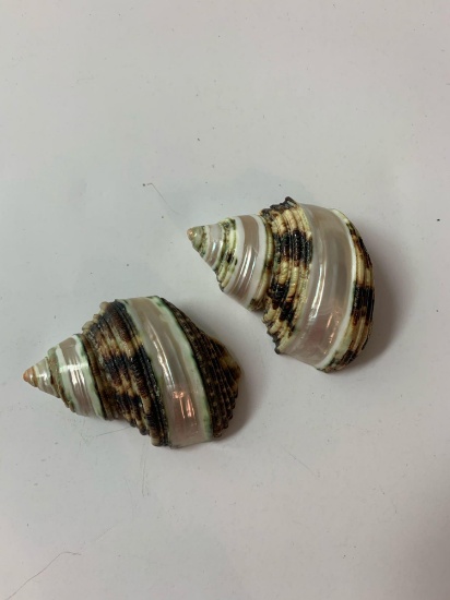 Lot of two seashells