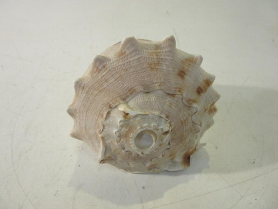 White and Pink Conch Shell 5"x5"x4.5"