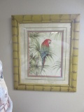 Framed Print of Parrot 27