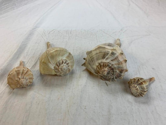 Lot of 4 Sea Shells