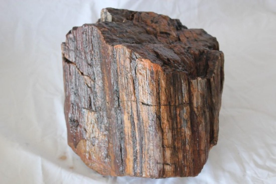 Beautiful 54 pound Petrified Wood log piece