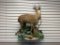 Pudu puda Deer Wall Mounted Taxidermy