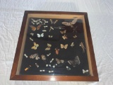 Vintage Insect Display Butterfly, Beetle Rare Taxidermy Specimens