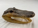 Genuine preserved alligator head with glass eyes 8.5