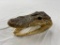 Genuine preserved alligator head with glass eyes 7 1/4