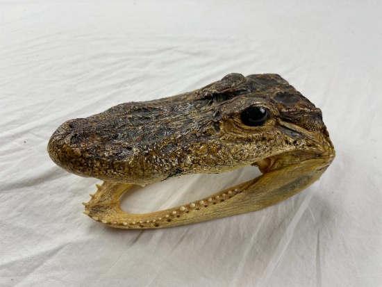 Genuine preserved alligator head with glass eyes 7 1/4"