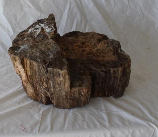 Large Log of Petrified Wood 39.5 Pounds