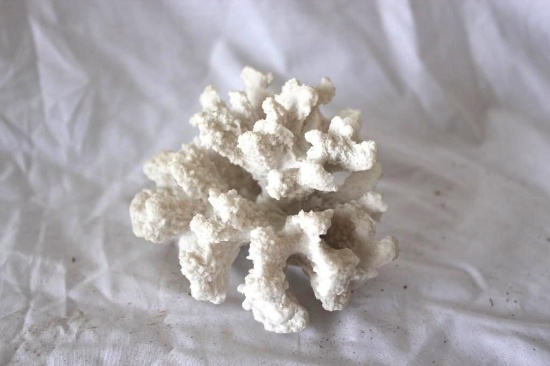 Pure White Genuine Coral Piece 5x4