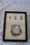 Cultured Pearl Scientific Type Display With 3 Cultured Pearls