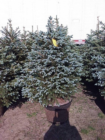 (5) Colorado Blue Spruce