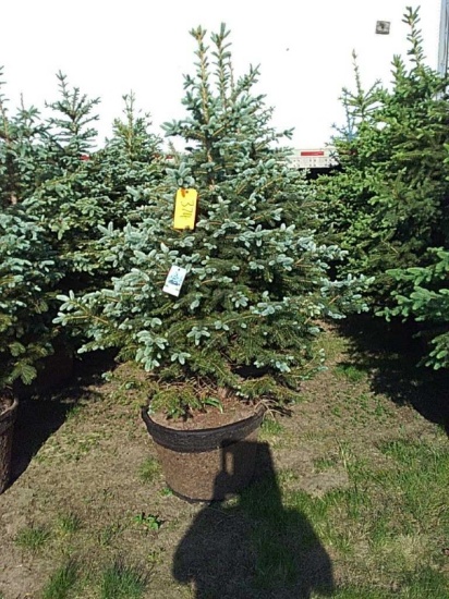 (5) Colorado Blue Spruce
