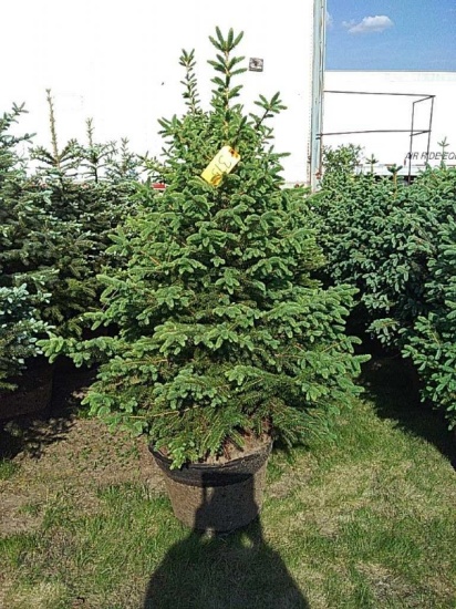 (5) Colorado Blue Spruce