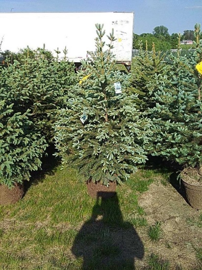 (5) Colorado Spruce Tree