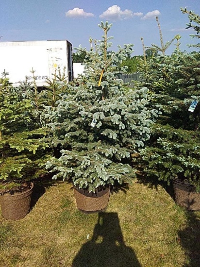 (5) Colorado Spruce