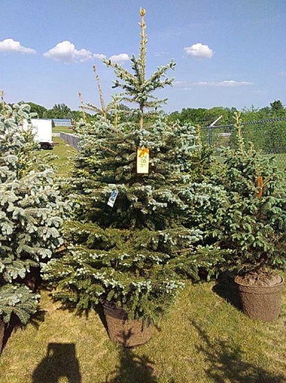 (5) Colorado Spruce