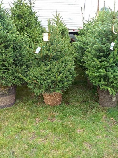 (5) Meyer Spruce Trees