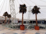 Approx. (4) Large Palm Trees with Pots in Food Court.