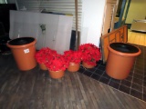 (4) Poinsettia Plants & (2) Larger Planters.