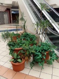 Plants & Pots in Main Area of First Floor.