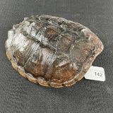 Turtle Shelll