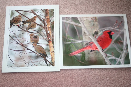 (2) Bird Photographs by Robert Lyons