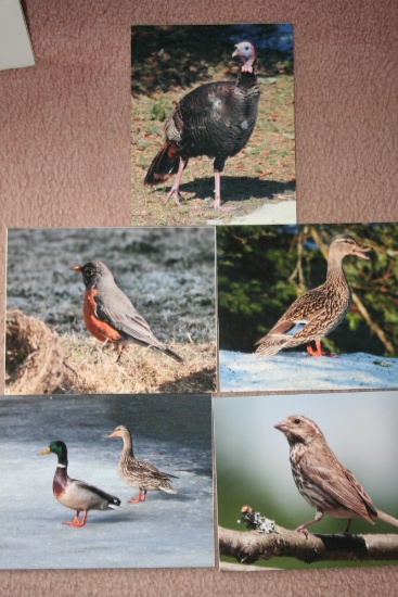 (5) Wild Birds Photographs on Foamboard