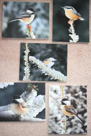 (5) Black-Capped Chickadee Photographs on Foamboard