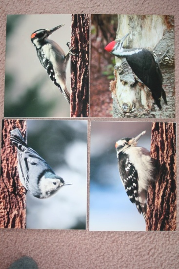 (4) Woodpecker Photographs on Foamboard