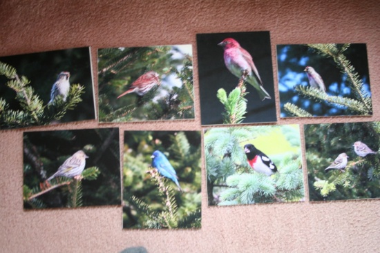 (8) Birds in Trees Photographs on Foamboard