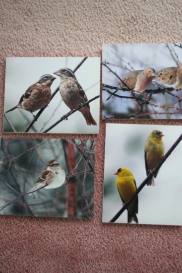 (4) Wild Birds on Twigs Photographs on Foamboard