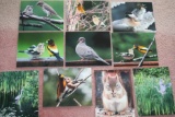 (10) Asst. Robert Lyons Wildlife Photographs on Foarmboard