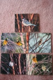 (5) Birds in Fall Trees Photographs on Foamboard