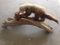 Fisher Cat Mount on driftwood