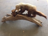 Fisher Cat Mount on driftwood