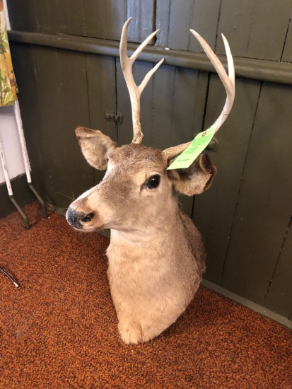 6 Point Whitetail Deer Mount