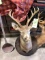 8 Point Deer Mount