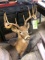 10 Point Buck Mount