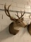 8 Point Mule Deer Head Mount