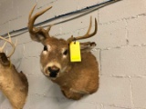 6 Point Whitetail Deer Head Mount