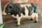 Cast Metal Decorative Cow