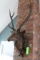 Resin Stag Decorative Wall Mount