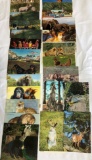 Animal/Massachusetts/North Carolina Postcards