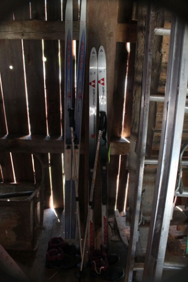 (2) Pairs of Fischer XC Skis w/ Salomon Boots