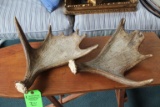 (2) Moose Antlers