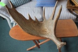 Moose Antler