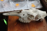 Cow Skull