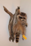 Wall Mounted Raccoon Taxidermy