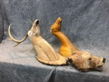 (3) Taxidermy Molds
