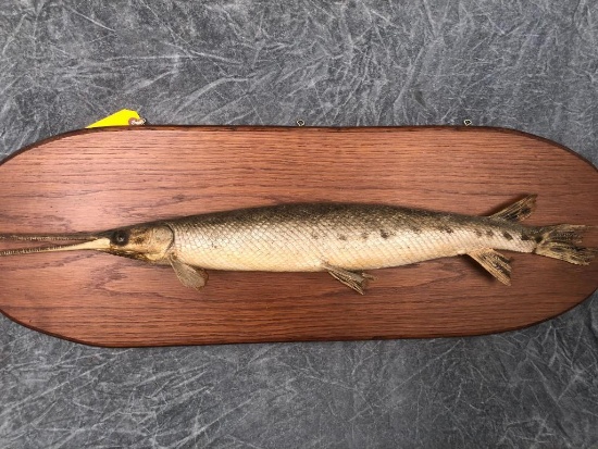 Gar Fish Mount